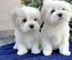 Cachorros malteses Larry y Ketty