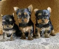 Cachorros Yorkshire mini para la adopción