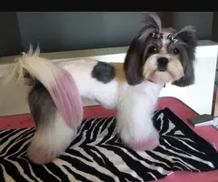 Aprende Peluquería canina gratis - 3